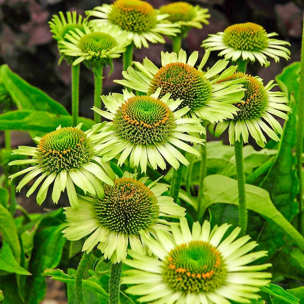 🌼💚🌼💚🌼💚🌼💚🌼💚🌼💚🌼💚🌼💚🌼 - Picture 4 of 12